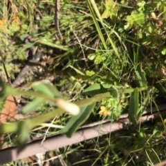 Brachyscome aculeata at Cotter River, ACT - 7 Mar 2021 11:02 AM