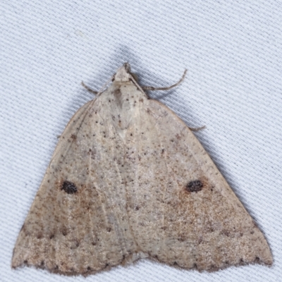 Amelora mesocapna (A Geometer moth) at Tidbinbilla Nature Reserve - 12 Mar 2021 by kasiaaus