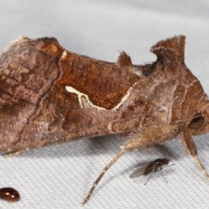 Chrysodeixis subsidens at Paddys River, ACT - 12 Mar 2021