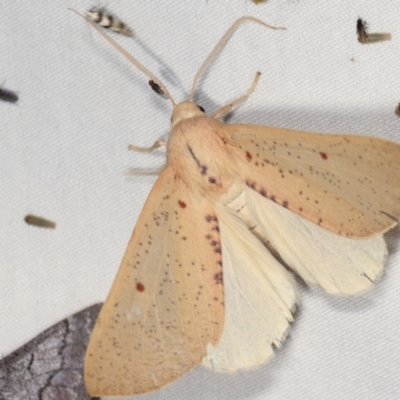 Plesanemma fucata (Lemon Gum Moth) at Tidbinbilla Nature Reserve - 12 Mar 2021 by kasiaaus