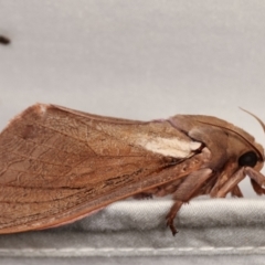 Abantiades atripalpis (Bardee grub/moth, Rain Moth) at Paddys River, ACT - 12 Mar 2021 by kasiaaus