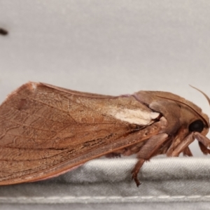 Abantiades latipennis at Paddys River, ACT - 12 Mar 2021