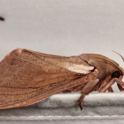 Abantiades atripalpis (Bardee grub/moth, Rain Moth) at Paddys River, ACT - 12 Mar 2021 by kasiaaus