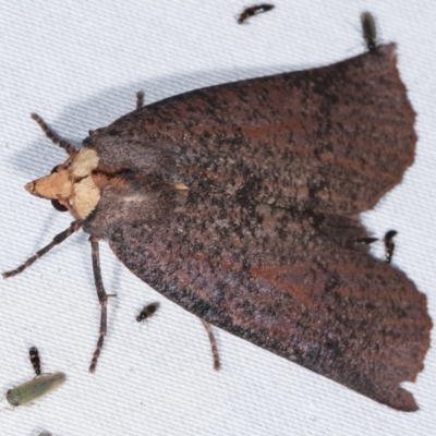Fisera eribola (Orange-hooded Crest-moth) at Tidbinbilla Nature Reserve - 12 Mar 2021 by kasiaaus