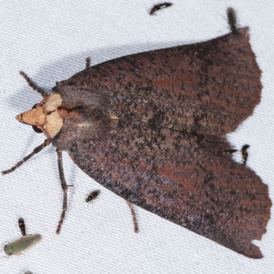 Fisera eribola (Orange-hooded Crest-moth) at Paddys River, ACT - 12 Mar 2021 by kasiaaus