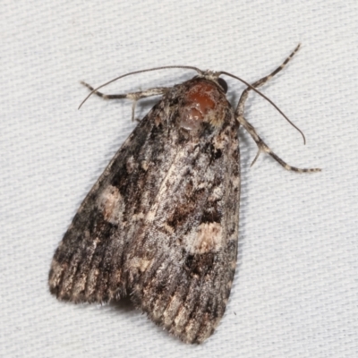 Condica aroana (Small Condica Moth) at Paddys River, ACT - 12 Mar 2021 by kasiaaus