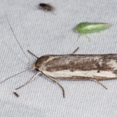 Philobota argotoxa at Paddys River, ACT - 12 Mar 2021 09:45 PM