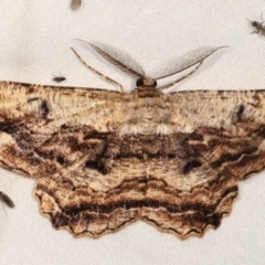 Scioglyptis lyciaria (White-patch Bark Moth) at Tidbinbilla Nature Reserve - 12 Mar 2021 by kasiaaus