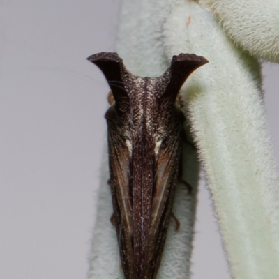 Ceraon sp. (genus) (2-horned tree hopper) at Forde, ACT - 15 Mar 2021 by Roger