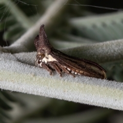 Ceraon sp. (genus) at Forde, ACT - 16 Mar 2021