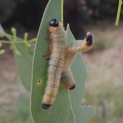 Pseudoperga sp. (genus) (Sawfly, Spitfire) at Conder, ACT - 28 Jan 2021 by michaelb