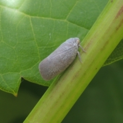 Anzora unicolor (Grey Planthopper) at Conder, ACT - 12 Jan 2021 by michaelb