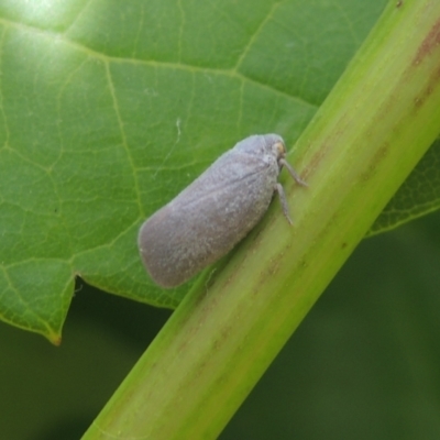 Anzora unicolor (Grey Planthopper) at Pollinator-friendly garden Conder - 12 Jan 2021 by michaelb