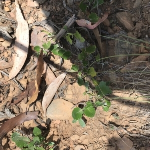 Goodenia hederacea subsp. alpestris at Tantangara, NSW - 7 Mar 2021 01:52 PM