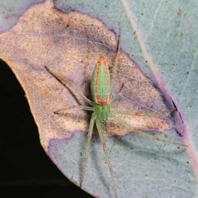 Araneus talipedatus (Slender green orb-weaver) at Coree, ACT - 17 Mar 2021 by Roger