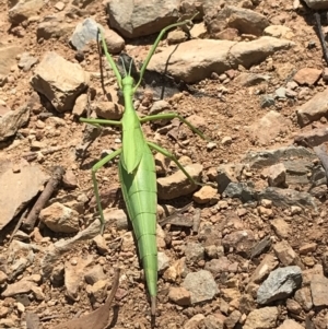 Didymuria violescens at Kosciuszko National Park - 7 Mar 2021