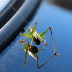 Conocephalomima barameda (False Meadow Katydid, Barameda) at Macarthur, ACT - 15 Mar 2021 by RodDeb