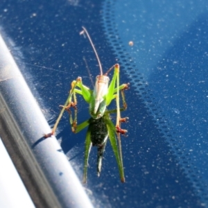 Conocephalomima barameda at Macarthur, ACT - 15 Mar 2021