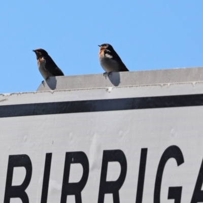 Hirundo neoxena (Welcome Swallow) at Paddys River, ACT - 15 Mar 2021 by RodDeb