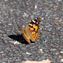 Vanessa kershawi at Paddys River, ACT - 15 Mar 2021