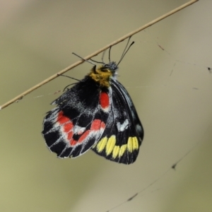 Delias harpalyce at Paddys River, ACT - 15 Mar 2021