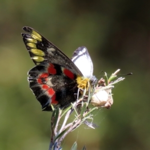 Delias harpalyce at Paddys River, ACT - 15 Mar 2021