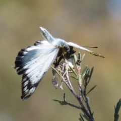 Delias harpalyce at Paddys River, ACT - 15 Mar 2021