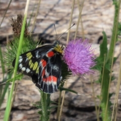 Delias harpalyce at Paddys River, ACT - 15 Mar 2021 03:26 PM