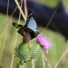 Delias harpalyce at Paddys River, ACT - 15 Mar 2021