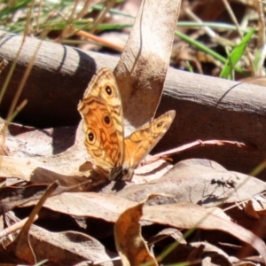 Geitoneura acantha at Paddys River, ACT - 15 Mar 2021