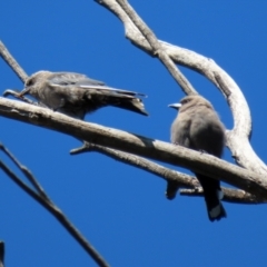 Artamus cyanopterus (Dusky Woodswallow) at Paddys River, ACT - 15 Mar 2021 by RodDeb