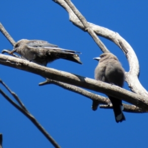 Artamus cyanopterus at Paddys River, ACT - 15 Mar 2021