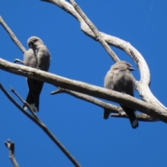 Artamus cyanopterus at Paddys River, ACT - 15 Mar 2021