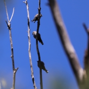 Artamus cyanopterus at Paddys River, ACT - 15 Mar 2021