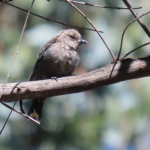 Artamus cyanopterus at Paddys River, ACT - 15 Mar 2021