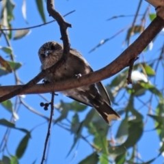 Artamus cyanopterus cyanopterus at Paddys River, ACT - 15 Mar 2021