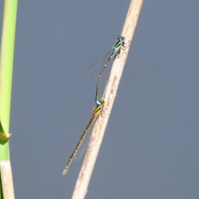 Austroagrion watsoni (Eastern Billabongfly) at Tidbinbilla Nature Reserve - 15 Mar 2021 by RodDeb