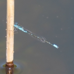 Austroagrion watsoni at Paddys River, ACT - 15 Mar 2021 02:45 PM