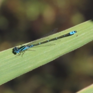 Austroagrion watsoni at Paddys River, ACT - 15 Mar 2021 02:45 PM