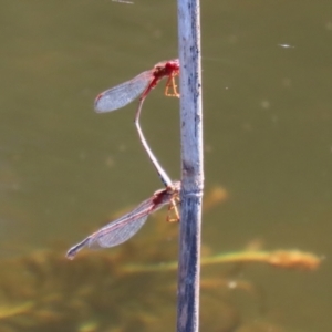 Xanthagrion erythroneurum at Paddys River, ACT - 15 Mar 2021 02:45 PM