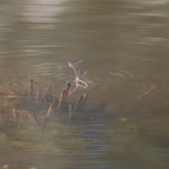 Xanthagrion erythroneurum at Paddys River, ACT - 15 Mar 2021 02:45 PM