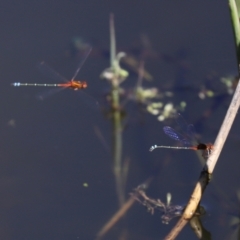 Xanthagrion erythroneurum at Paddys River, ACT - 15 Mar 2021 02:45 PM