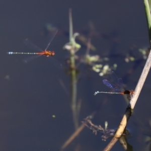 Xanthagrion erythroneurum at Paddys River, ACT - 15 Mar 2021 02:45 PM