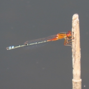 Xanthagrion erythroneurum at Paddys River, ACT - 15 Mar 2021 02:45 PM