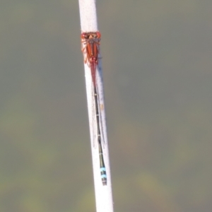 Xanthagrion erythroneurum at Paddys River, ACT - 15 Mar 2021 02:45 PM