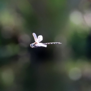 Adversaeschna brevistyla at Paddys River, ACT - 15 Mar 2021