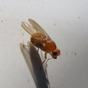 Lauxaniidae (family) at Paddys River, ACT - 15 Mar 2021 12:32 PM