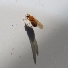Lauxaniidae (family) at Paddys River, ACT - 15 Mar 2021 12:32 PM