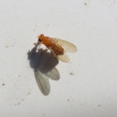 Lauxaniidae (family) at Paddys River, ACT - 15 Mar 2021 12:32 PM