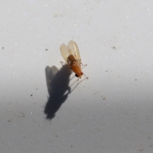 Lauxaniidae (family) at Paddys River, ACT - 15 Mar 2021 12:32 PM